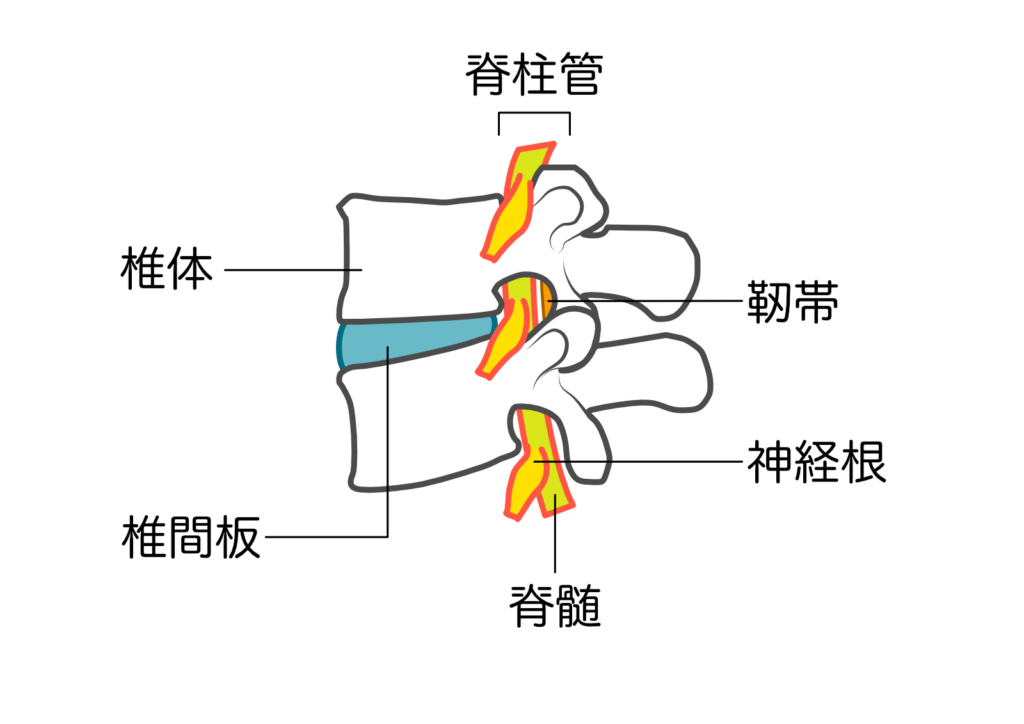 椎体・椎間板・脊柱管の構造