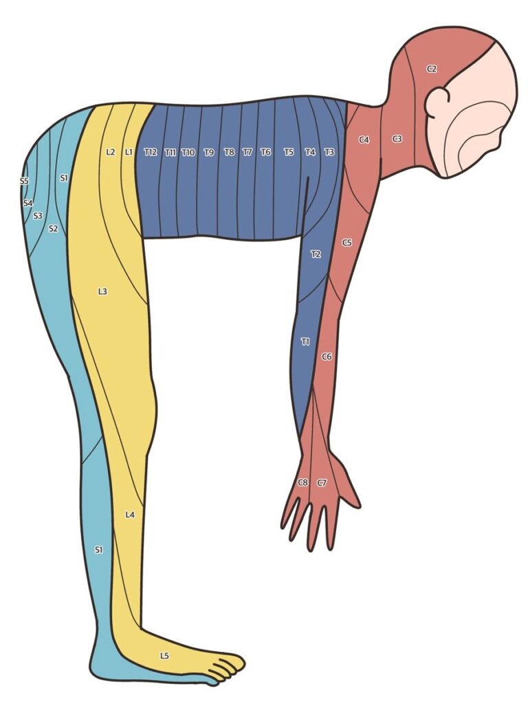 皮膚分節(デルマトーム)