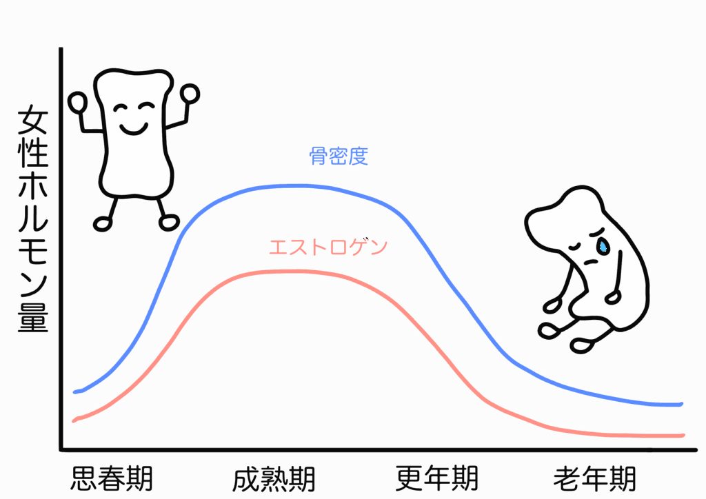 女性はエストロゲンの分泌が急激に減少するため、骨吸収が進みやすく骨粗鬆症発症リスクが高くなる