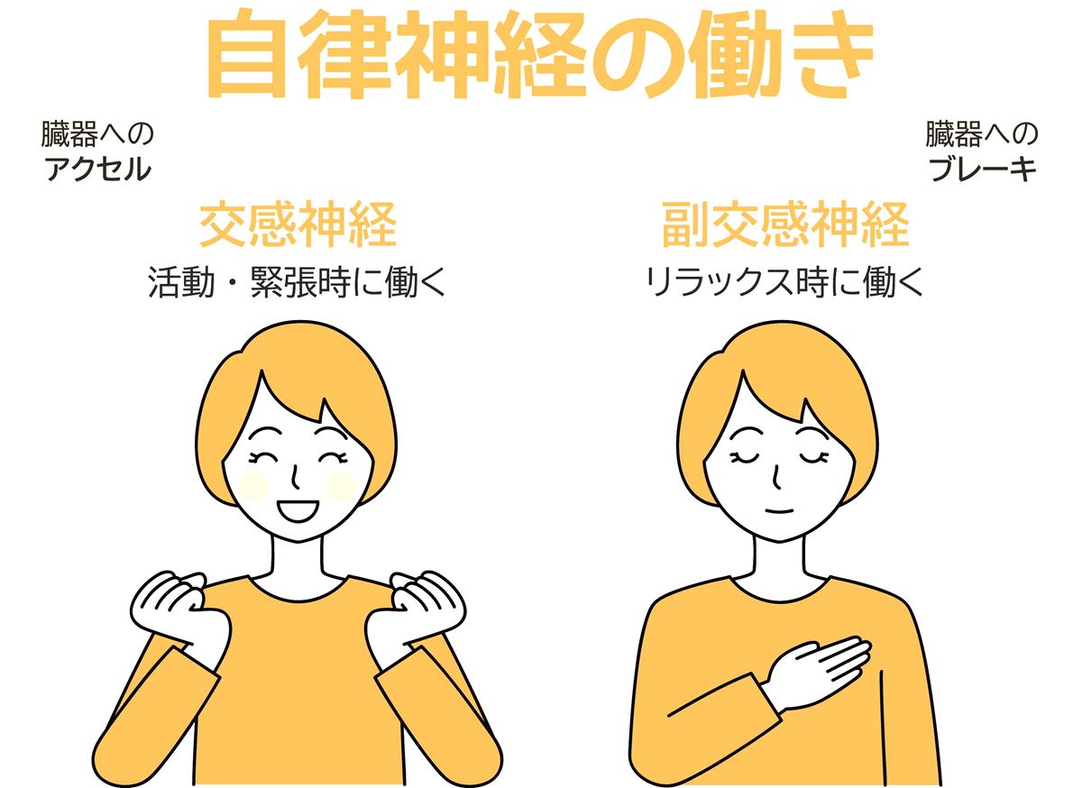 自律神経の働き（交感神経・副交感神経）
