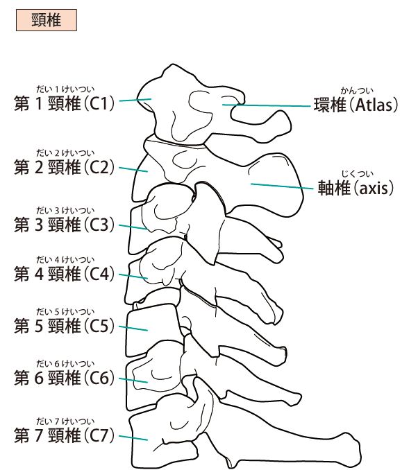 頸椎の構造